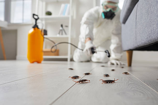 Affordable Termite Control solutions in McComb, MS